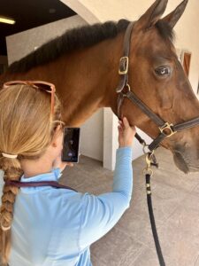 How to take a pulse rate of a horse