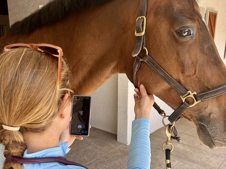 How to take a pulse rate of a horse