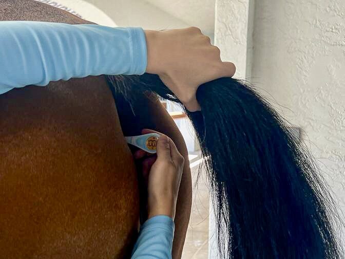 How to take a temperature of a horse