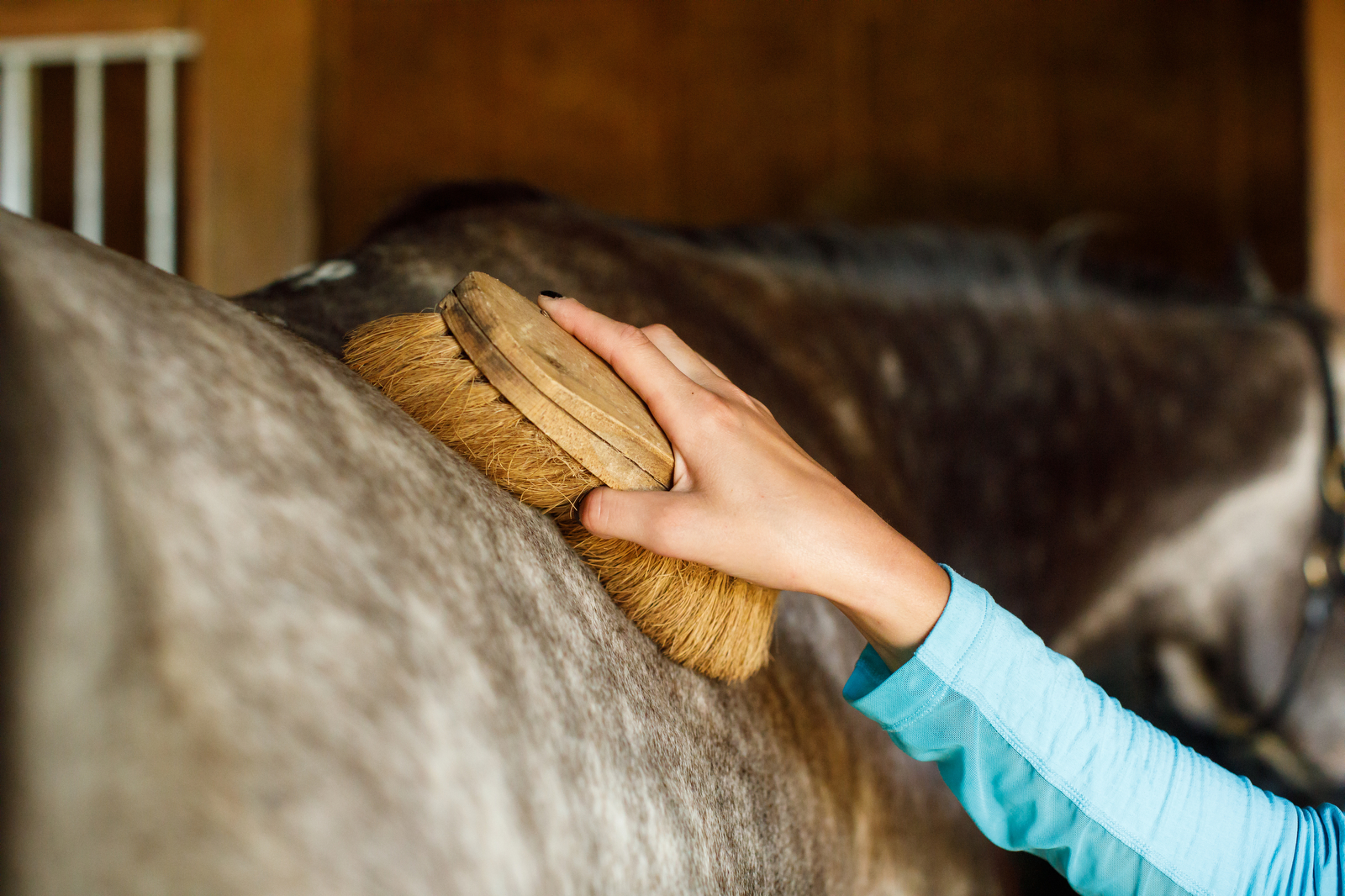 What the Skin of Your Horse Can Reveal About Physical Problems — Horse Grooms article by Martine Burgers — Photo by Shelley Paulson
