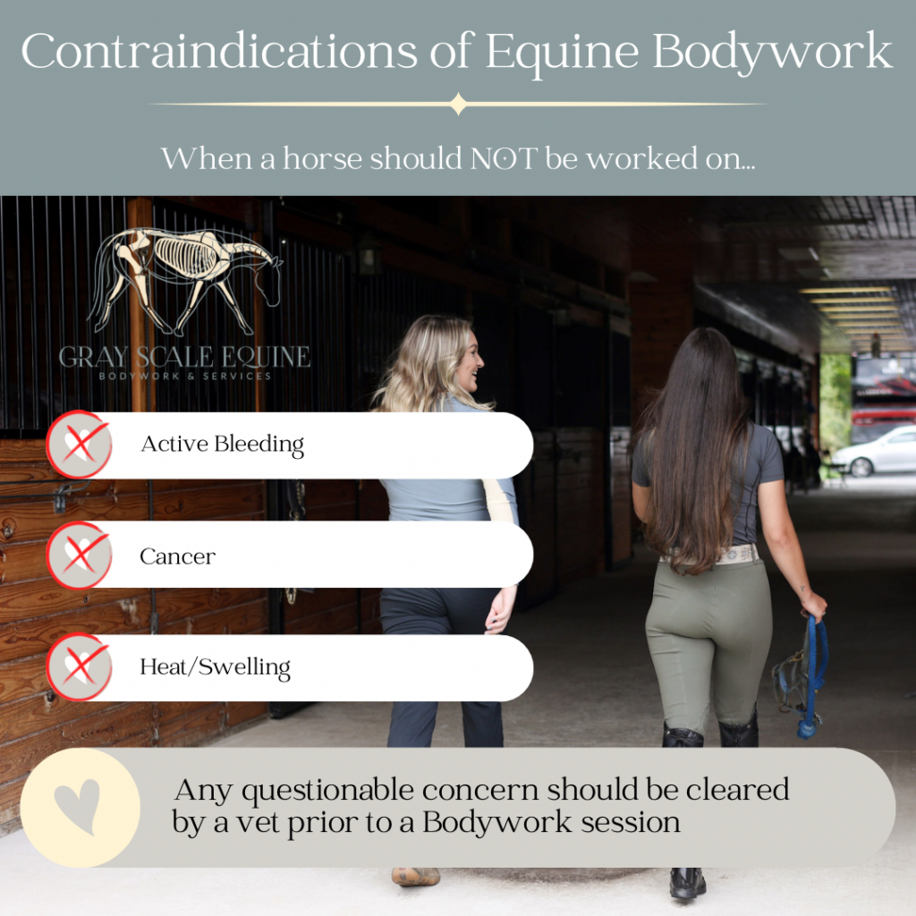 On equine bodywork — by Brittany Gray of Gray Scale Equine