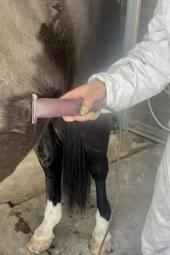 Equine Clipping 101: Intro to Body Clipping for the Beginner Clipper