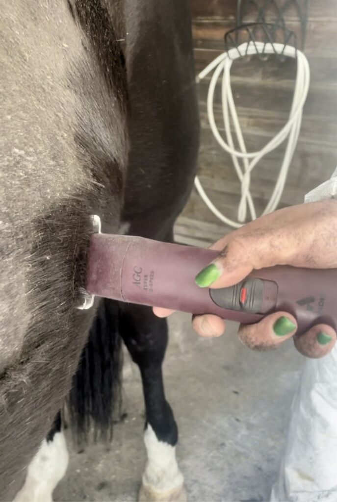 Equine Clipping 101: Intro to Body Clipping for the Beginner Clipper