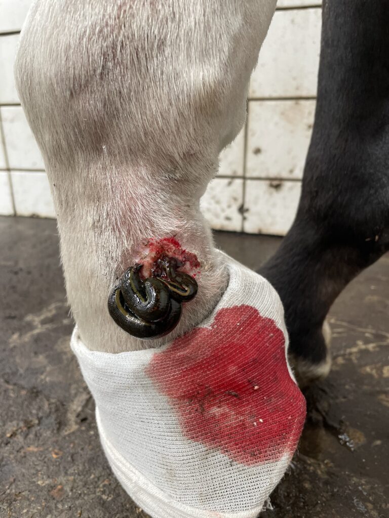 hirudotherapy horse treating old wound