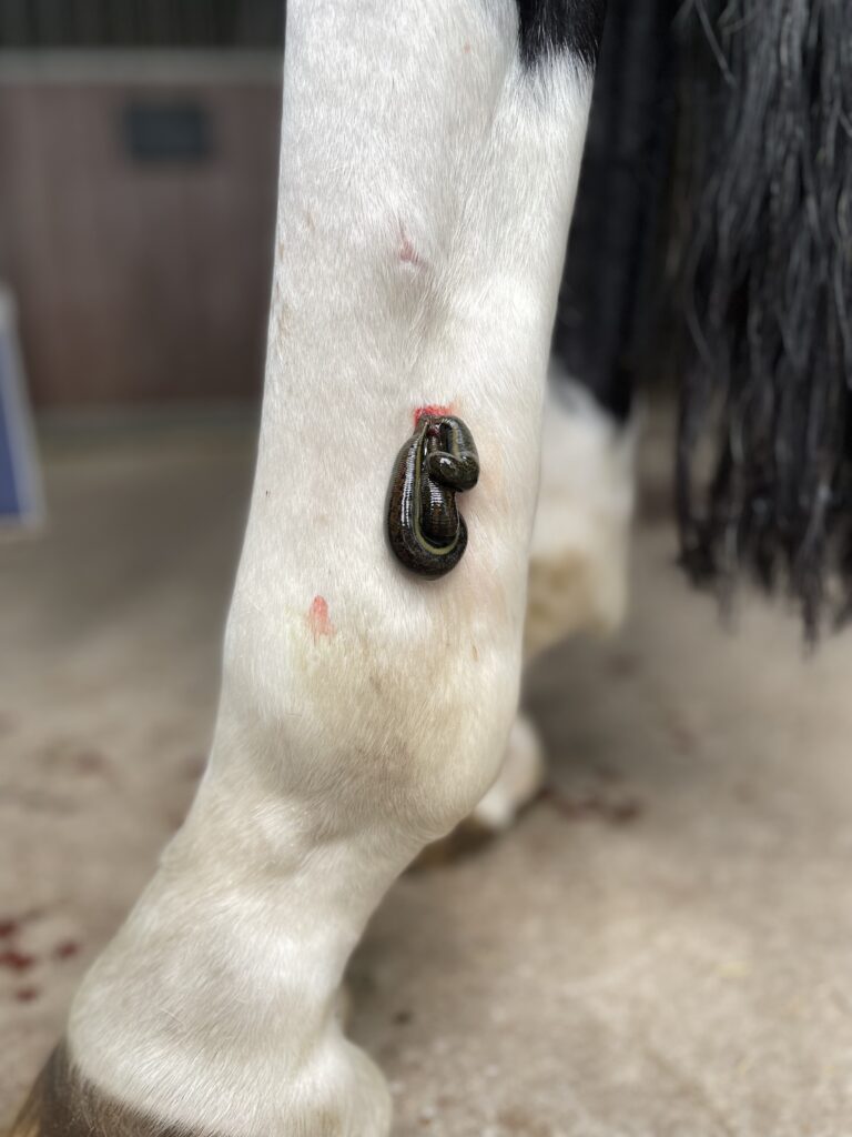 hirudotherapy horse leech treating wind puffs