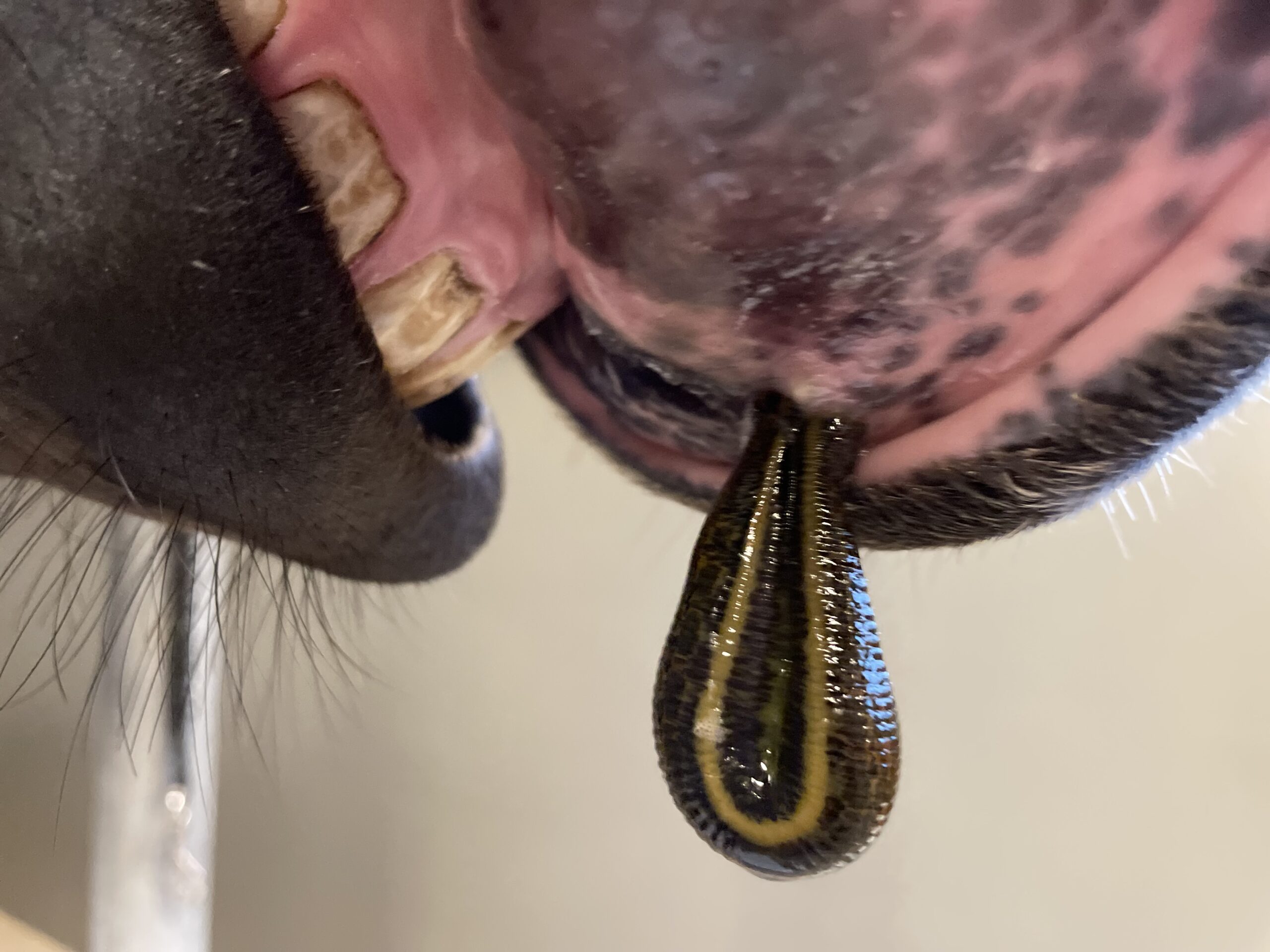 hirudotherapy horse leeches