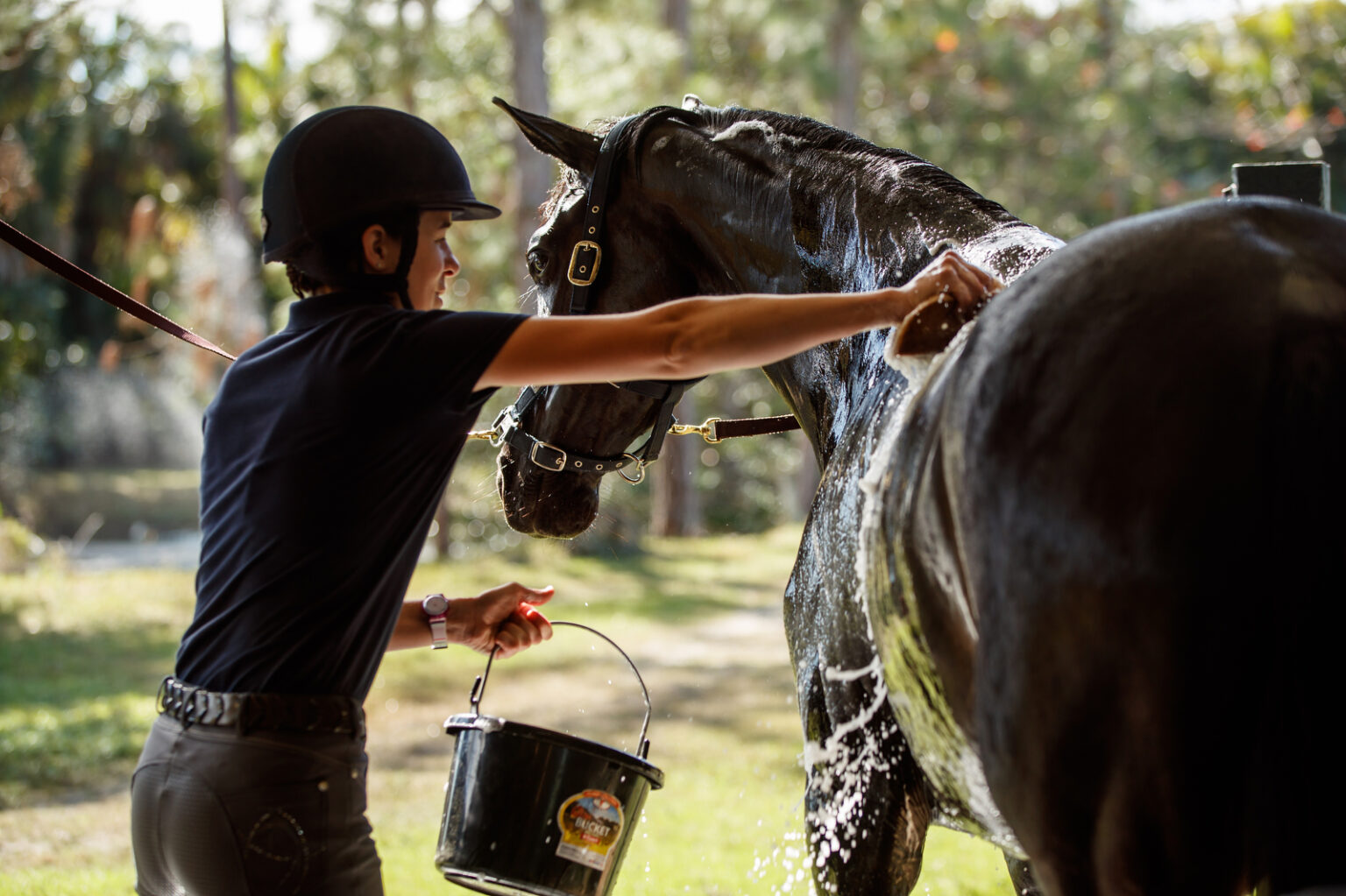 Using Apple Cider Vinegar & Coconut Oil for Equine Skin Problems