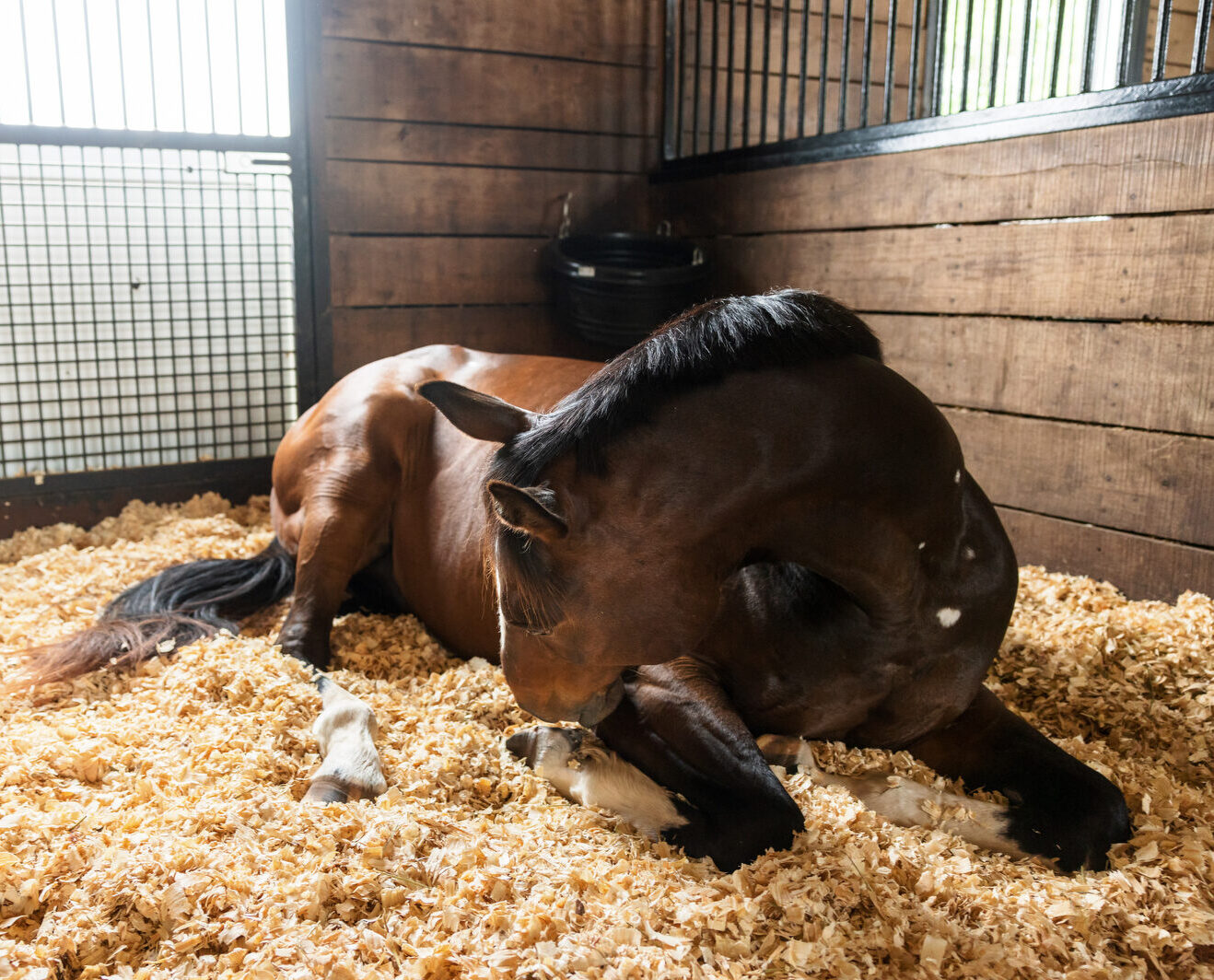 ¿Sabías que los cólicos pueden ser causados ​​por la falta de movimiento de los intestinos de tu caballo?