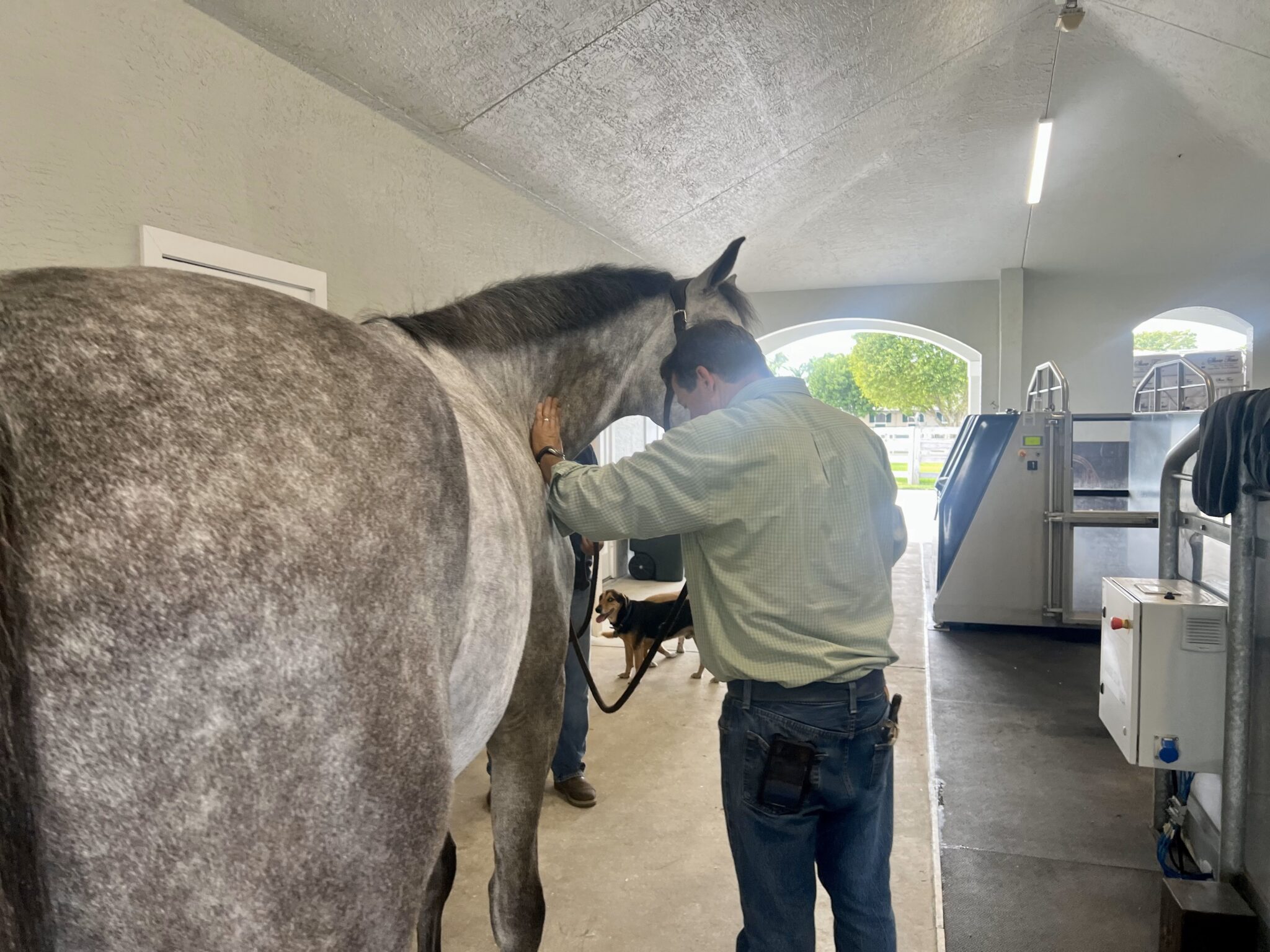Demystifying The Equine Lameness Exam