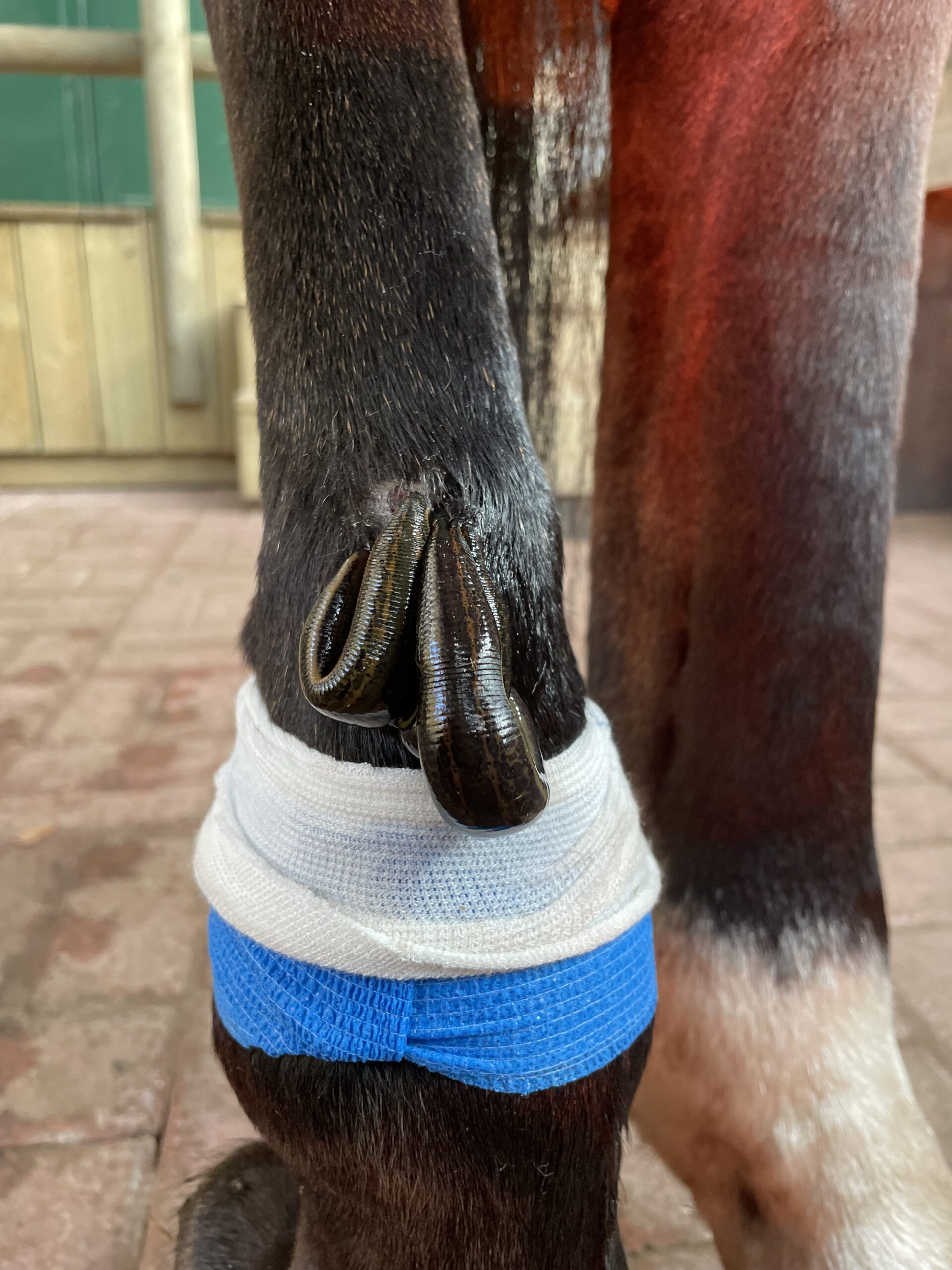 leech therapy for horses hirudotherapy