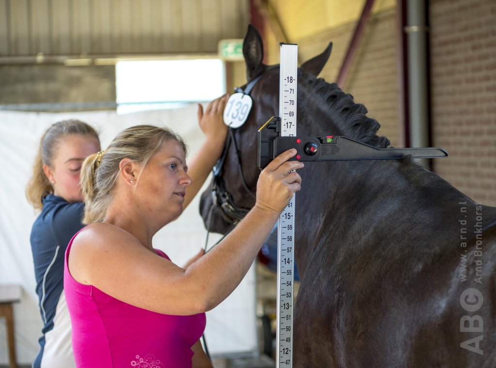 Measuring the height of a horse