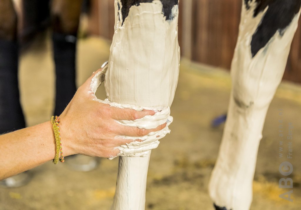 You’re the Grooming Guru: Mastering the Art of Horse Care