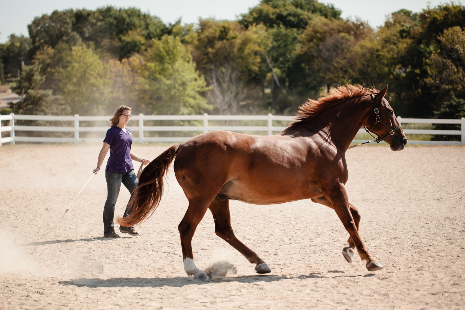 Horse lunging