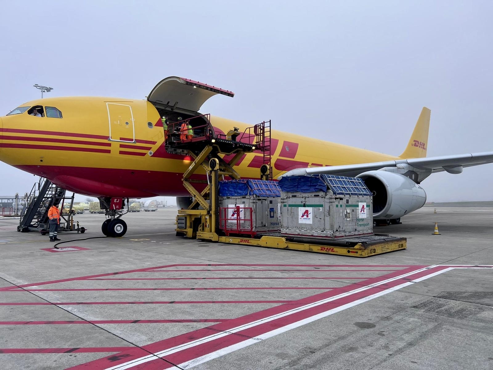 Loading jet stalls with horses onto a DHL plane