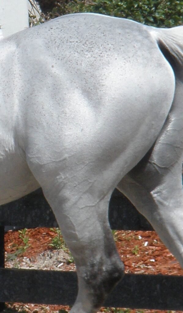 HorseGrooms MeetUp: Lucky Braids