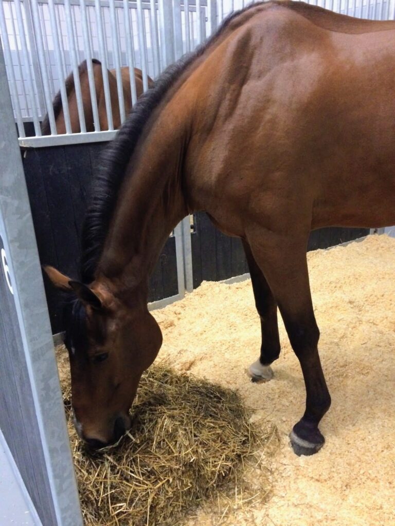 Guido Klatte Horse Transport
