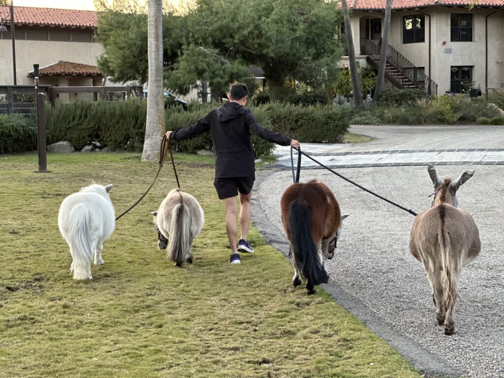 Corro Horsegroom of the month February