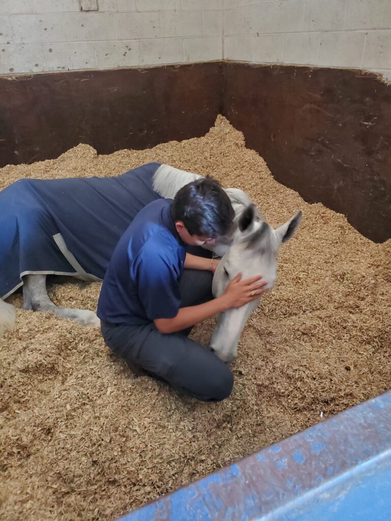 Corro Horsegroom of the month February