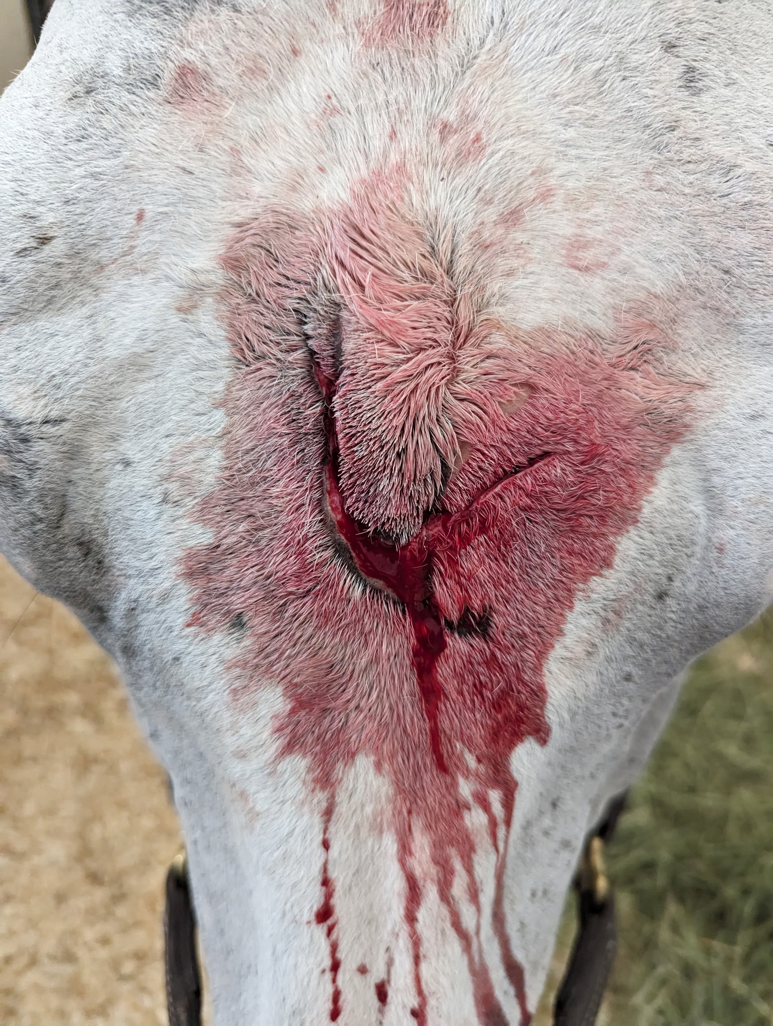 Don’t Piss off Your Vet: Emergency Edition